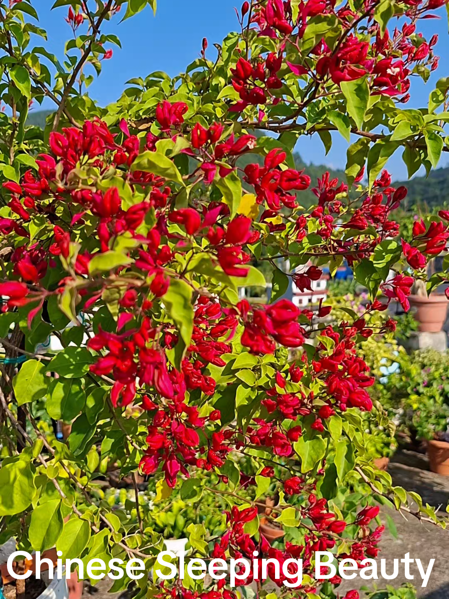 #creatorsearchinsights  Chinese Sleeping Beauty bougainvillea is known for its stunning display of bracts that range in color from pink to red, often with a gradient effect. These bracts surround the small, tubular white flowers. The multi-colored bracts create a captivating and eye-catching display. #Bougainvillea #plants #flowers  #fyppppppppppppppppppppppp 