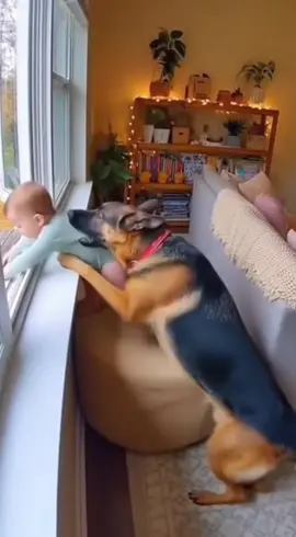 Absolutely terrifying moment turns into heartwarming moment caught on home CCTV camera when this dog saves this baby from falling from the window. || dogs saves children || dogs protecting humans|| dog and baby videos || caught on home cctv camera #fyp #foryourpage #viral #trending #tiktok 