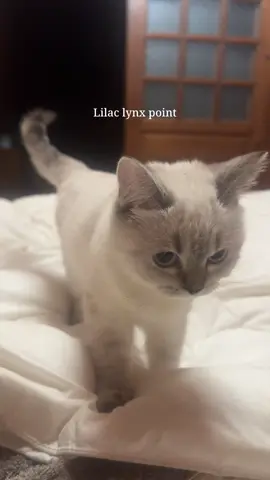 #fyp #catlover #cat #แมว #lilaclynxpoint 