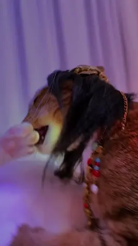 #pets #cats #meodethuong #funnyvideos #meowmeow 