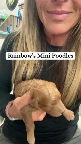#puppylovepoodles #breederwithheart #dogsoftiktok #poodle #miniaturepoodle 