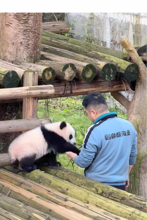 The only thing cuter than a panda is a baby 🐼panda.#panda #fyp #cuteanimals #pandababy #pandasoftiktok 