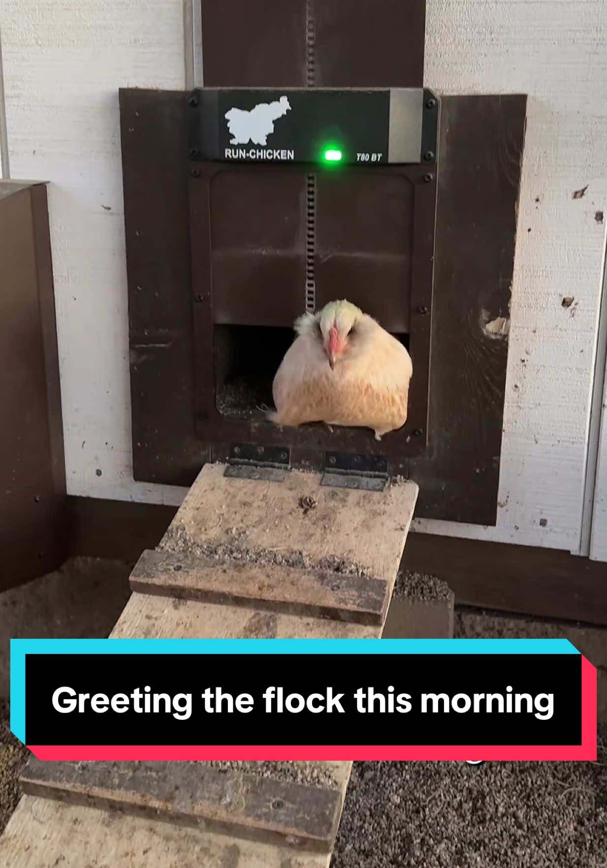 Greeting the flock this morning! 🐓 ##chickensoftiktok##chickens##farmlife##goodmorning##fyp