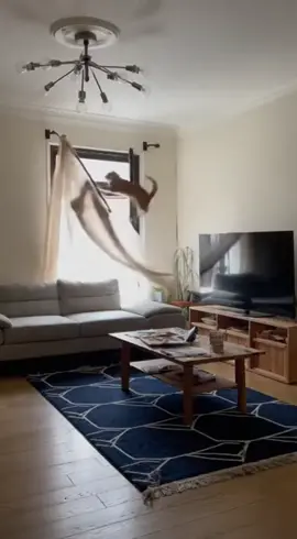 Crazy cat now #cat #funny #funnyvideos 