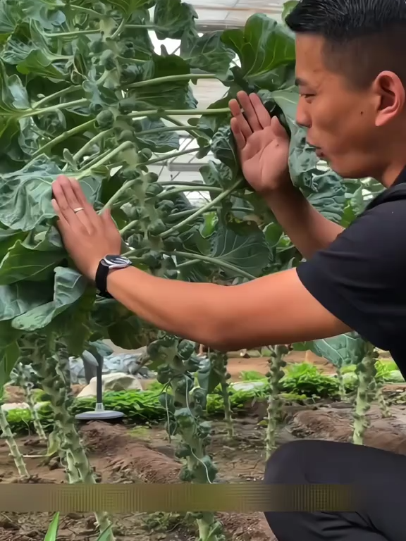 Sayuran unik yang lebih enak dari daging, brussels sprout ##berkebun #berkebundirumahaja #benihberkualitas #brussels #brusselssprouts