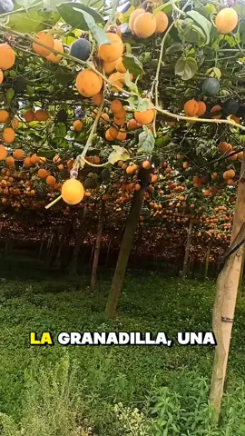 Dulce fruta color naranja brillante. #ecuador #naturaleza #naturaleza #fruit 