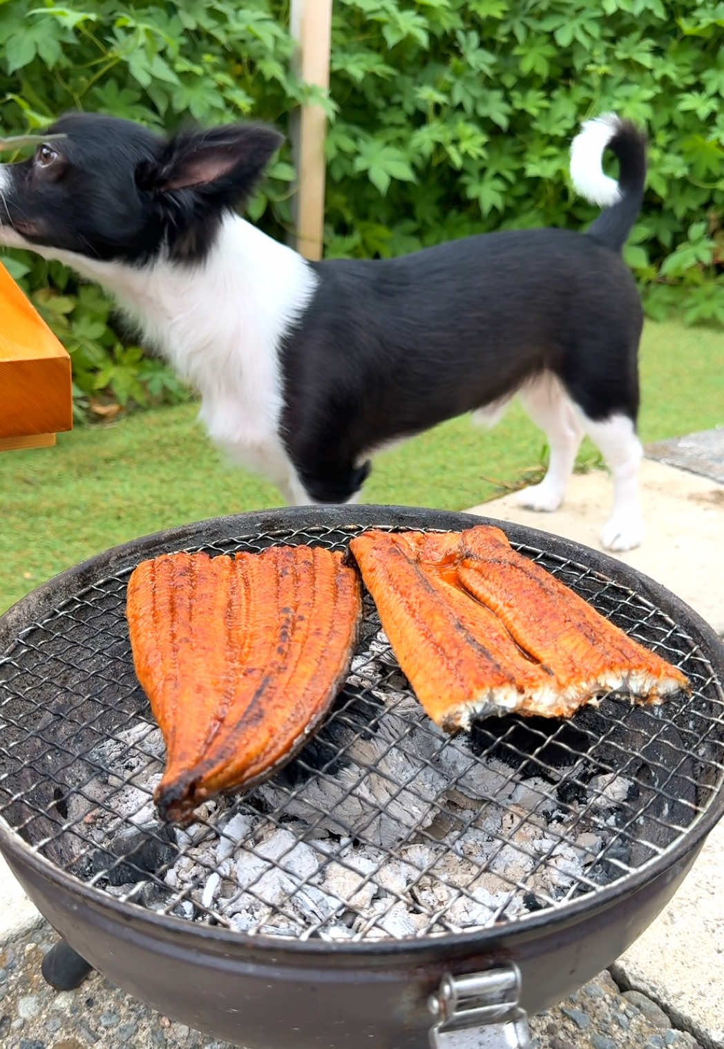 【七輪】うなぎは炭火焼き一択！！🔥#鰻丼#キャンプ飯 #飯テロ #outdoorcooking 