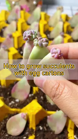 🥚How to grow succulents with egg cartons?🥚 🥡Prepare some egg cartons with soil 🍃Twist off healthy succulent leaves and air dry 🌱Lay the leaves flat on the soil ☁️Place the carton in a well-ventilated area 💦Mist it every three to five days #planting #garden #succulents #succulentlove #houseplants 
