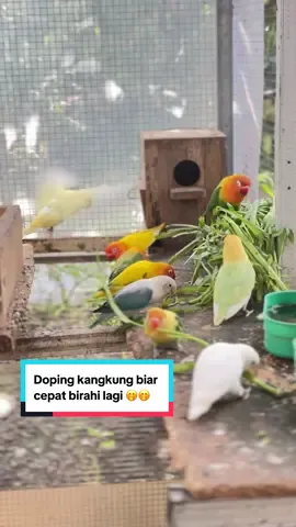Kita doping kangkung biar cepat enak” lagi 🤭🤭🤭. #fyp #lovebird #lovebirds #aviary #funnyvideos 