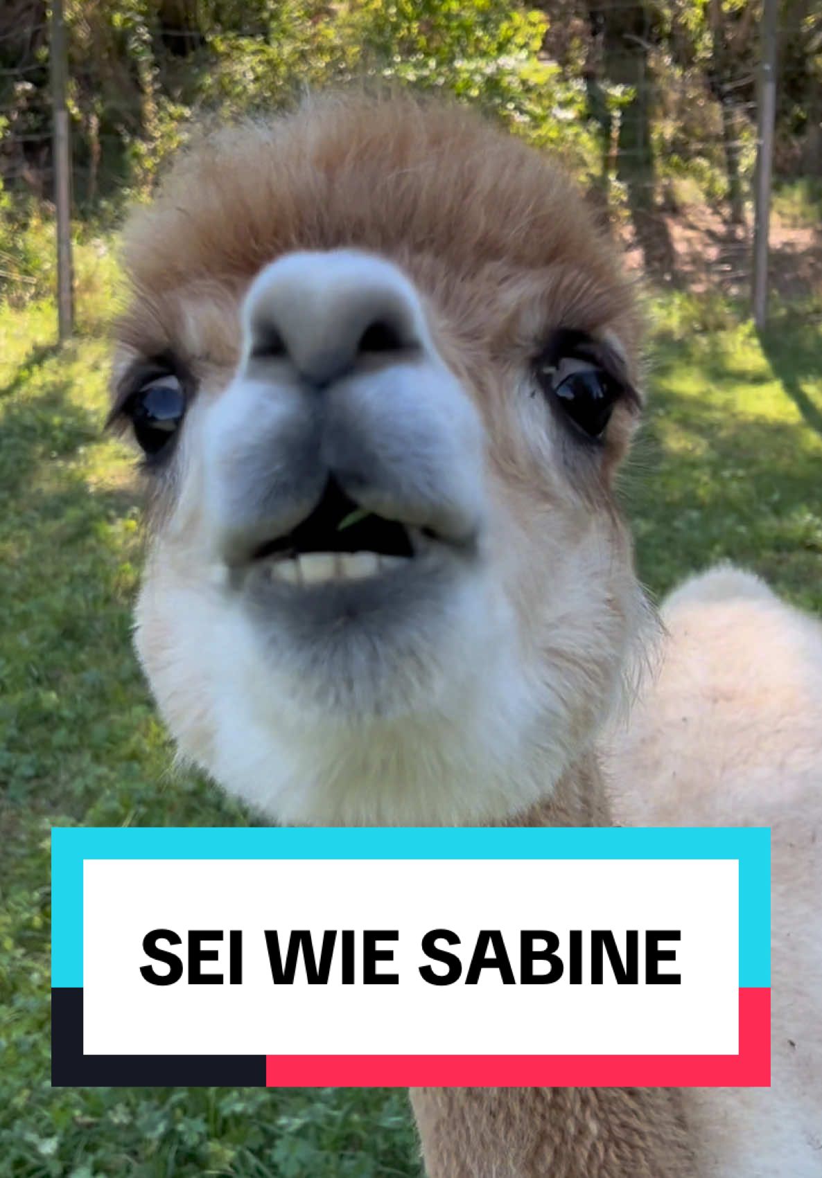 Guten Morgen, Sabine #sabine #bine #tiervideos #lustig #alpaka 