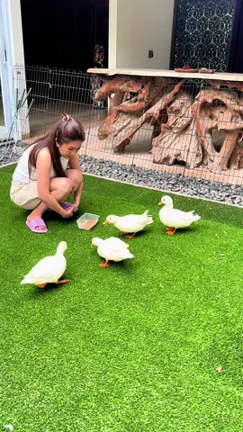 Lucu nya minta ampun🪿🪿🪿🪿 foll ig @lexygrayson #lexygrayson #animalsoftiktok #lucu #bebek #callduck 