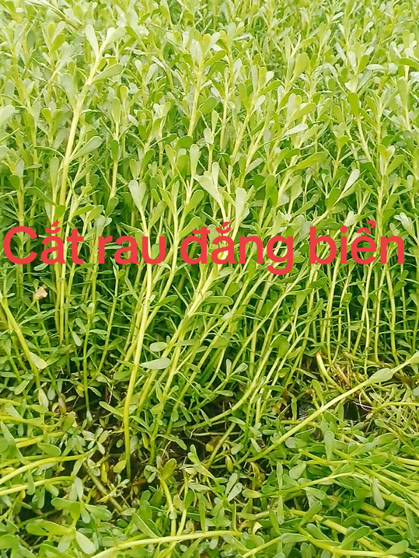 cắt rau đắng biển #tanphap #tâpxaykenhtiktok #tiktoksuhuong2025 