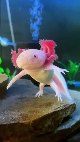 Axolotl alien, Appa’s freckles are so cute 🥰 #axolotlsoftiktok #coolanimals  #waterdragon 