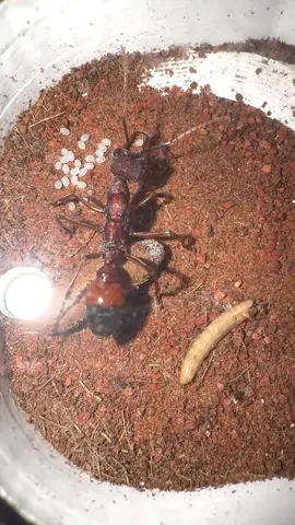 Black-headed Bull Ant. #BullAnt #PrimitiveAnts #AntAttack #AustralianAnts #SolitaryHunter 