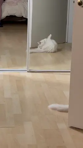 Opale grooming from the mirror POV xd #cat #opale #mycat #funnycat #femalecat   