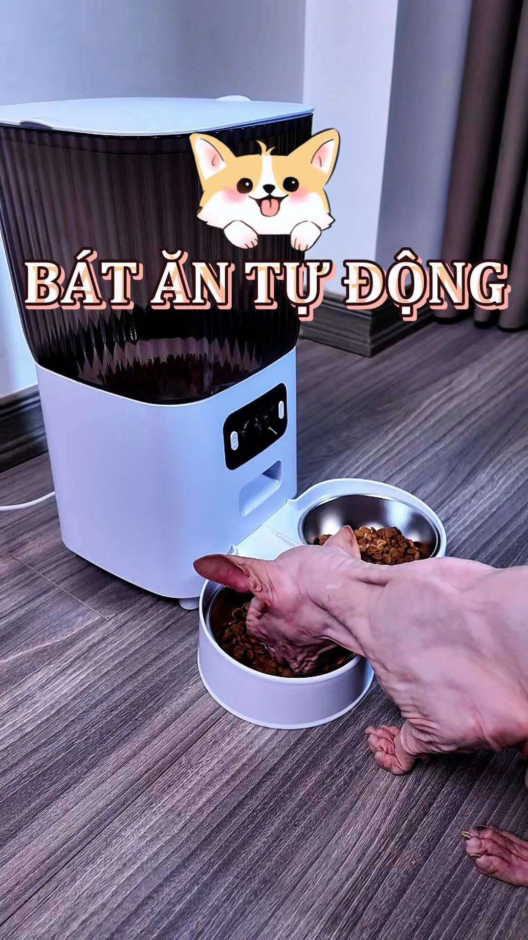 sen nao hay pai đi xa về quê, đi chơi, đi công tác thì nhất định pải có 1 chiếc bát ăn tự động như này nhá #batantudong #mèo #thucung 
