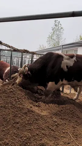 #big #bull #simmental #fypシ゚ #fy @MMA 
