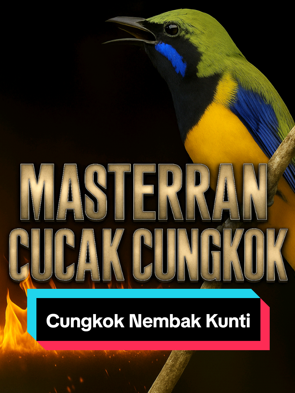 Membalas @user141480104 Masteran cungkok gacor, nembak kunti #masterancungkok #cungkokgacor #cucakcungkok #masteranburung #masteranmuraibatu 