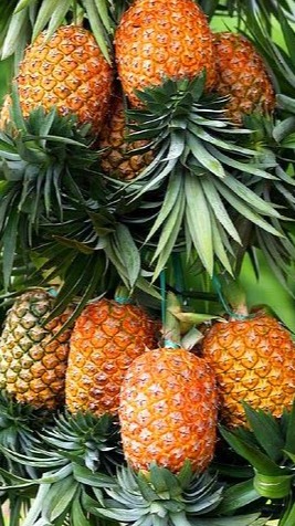 Pupuk booster nanas untuk meningkatkan hasil panen nanas #nanas #pupuk #pupuknanas 