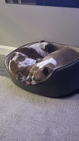 Farting dog!#foryou #funnytiktok #tiktok #funnyvideos #dog #funnydog #funny #dogsoftiktok 