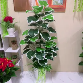 Cây trầu bà xanh viền trắng 1m55#caygiadecor #câytrangtrí #caytrauba #hoaluacaocap 