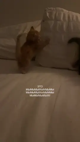 ты знаешь, кому это отправить) #мы #котята #отправляйдругу #милоевидео #щитпост 