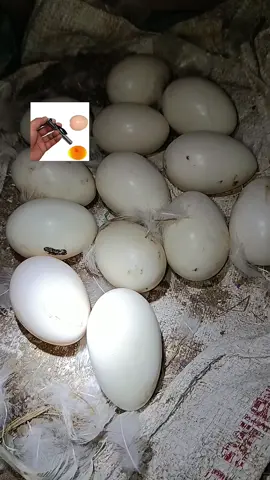 pengecekan fertilitas entok jumbo