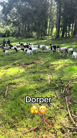 #Ecuador #Dorper #ovejas #0993491316 #Ovinos 