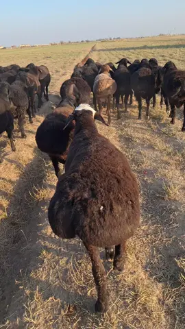 #rek #schafenwirdas #schafe #германия🇩🇪 