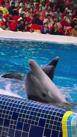 🌟 Dive into magic at Dubai Dolphinarium! 🐬✨ Get ready for laughs, flips, and unforgettable moments as friendly dolphins and playful seals steal the show in a fully-air-conditioned arena 🎉💙. Whether you’re familiar with these sea-stars or this is your first time getting up close—they’re ready to amaze you. 💫 📩 DM us or Book with DoJoin now to secure your seats and make it a family memory! #DubaiDolphinarium #DolphinShow #FamilyFun #DoJoin #DubaiAdventures