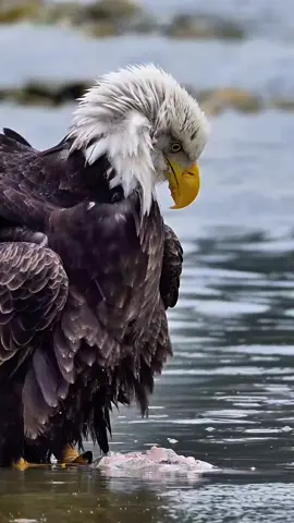 #🦅 #🔥 #اكسبلور #zako😎 #CapCut 