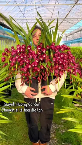 Hoa địa lan đỏ st@398298665 #hoadialan #dialan #hoatet #tet2026 #quynhhuonggarden 