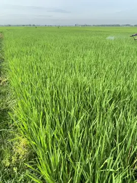 #fyp #fyppp #petanimuda 