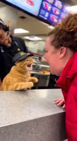 This poor employee is just trying to earn some kibble and has to deal with THIS. 😫 Give him a raise! (Or maybe a nap.) #Sora #OpenAI #SoraVideo #GenerativeAI #McDonalds #CatTok #CatBarista #AngryCat #AIgeneration #FunnyCatVideo #CustomerService #FastFoodLife #OrangeCatBehavior #Meow 