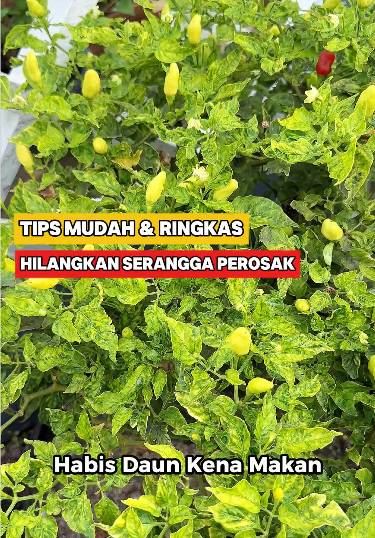 Bayangkan tengah jaga tanaman elok-elok, tiba-tiba diserang serangga perosak penuh satu pokok… 😱 Ramai abang akak yang ada masalah sama – serangga perosak makin menjadi-jadi, pokok tak sempat nak besar dah kena serang. Tapi jangan risau , dengan Super Garlic masalah serangga perosak pada pokok akak abang boleh diselesaikan.  Nak dapatkan super garlic boleh tekan beg kuning sekarang ! #seranggaperosak #seranggaperosaktanaman #mrpowerpemusnahseranggaperosak 