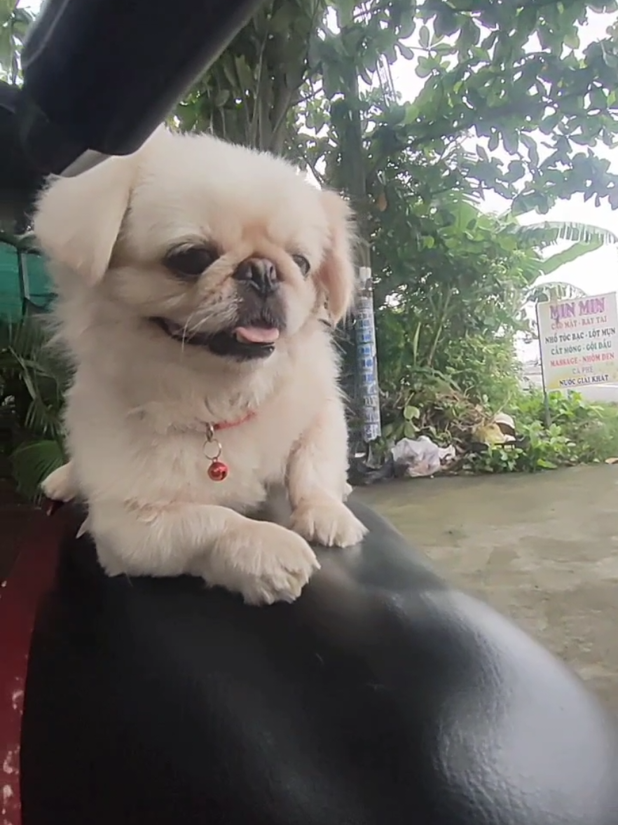 Vòng cổ kèm lục lạc ... có thể dùng chung cho chó mèo nhà bạn .. #xuhuong #cunyeu 