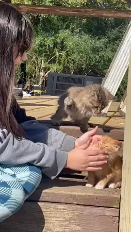 Por qué lo teagiste?#paratiiiiiiiiiiiiiiiiiiiiiiiiiiiiiii #flyppppppppppppppppppppppppppppppp #gatitostraviesos🙀😹 #graciososgatitos