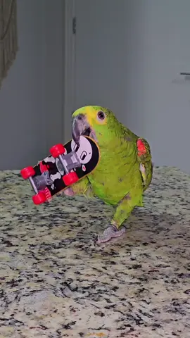 Skateboarding Parrot #Skateboarding #skate #parrot #pets #parrots 