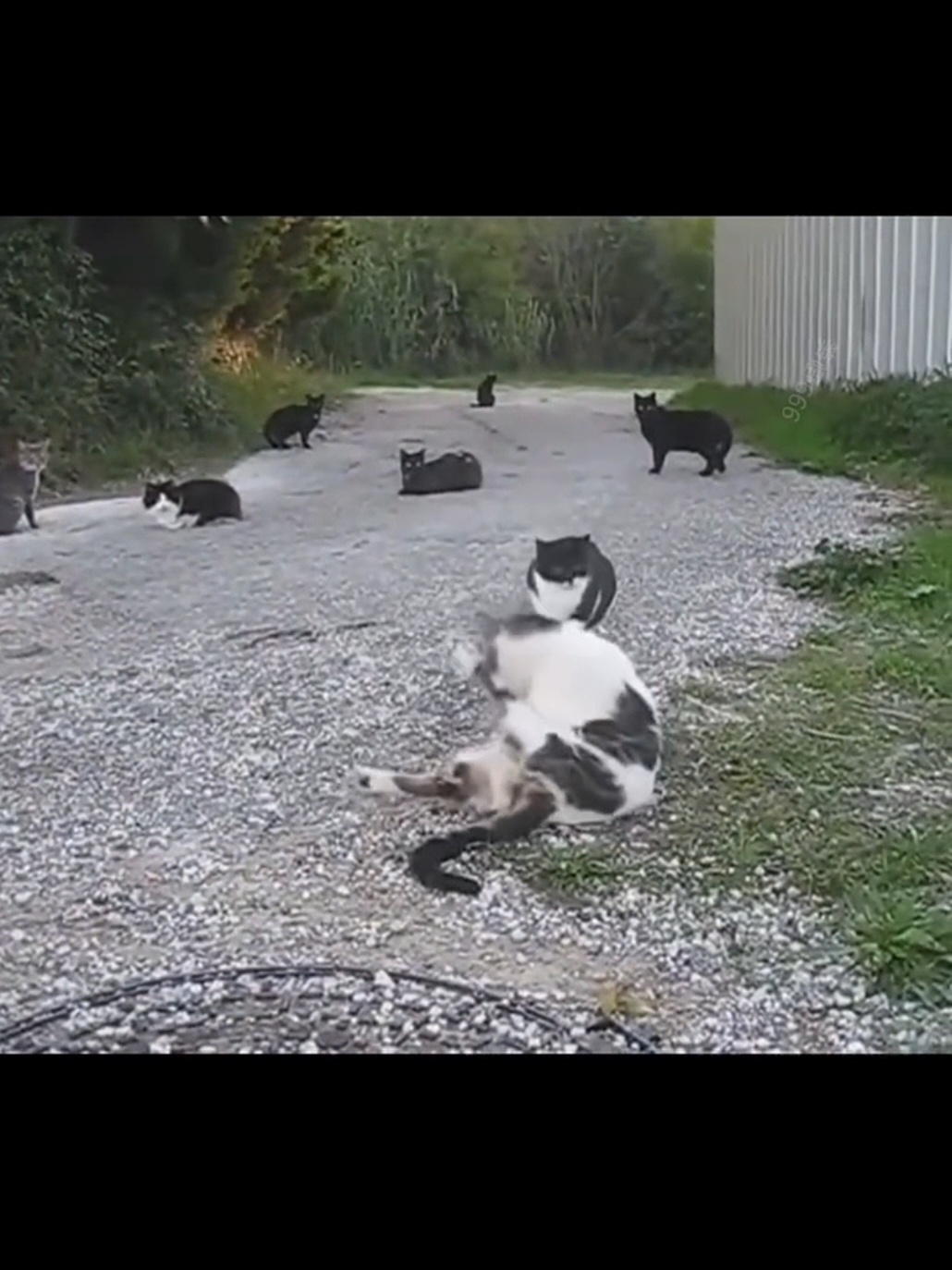 👉more videos on my page #petsvideo #funnypetsvideos #petstrend #catscutevideos #catsoftiktokvideos 
