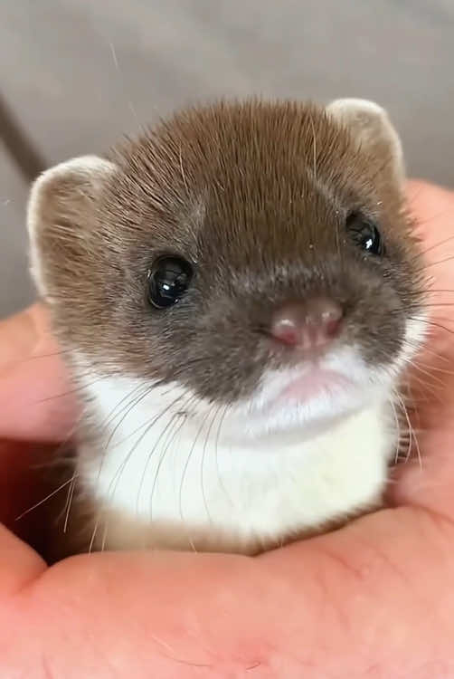 Adorable least weasel.#viral #animals #foryou #tiktok #cute 