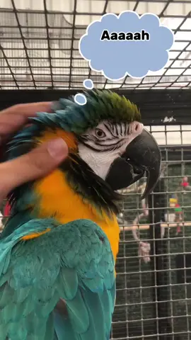 #parrot #haarispetcentre #viral #fyp #funny 