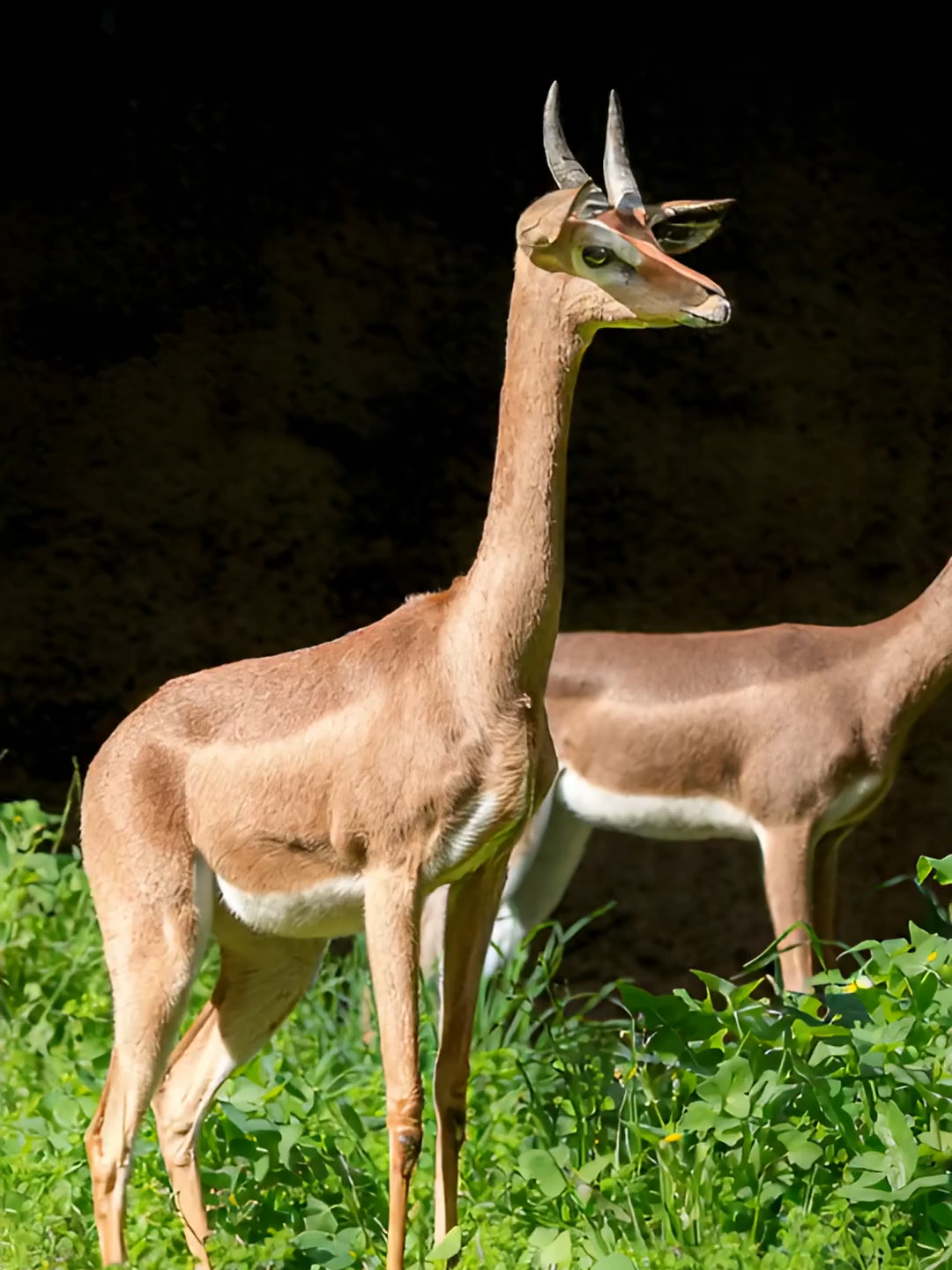 เจเรนุก แอนทีโลปคอยาว 🦒 ยืนสองขาเพื่อกินยอดไม้สูง และอยู่ได้โดยไม่ต้องดื่มน้ำ! #เจเรนุก #แอนทีโลป #สัตว์แอฟริกา #Gerenuk #สัตว์โลกน่ารู้