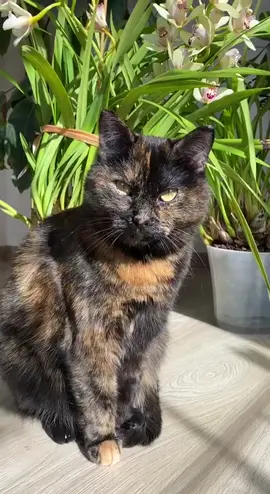 Скромняга 😁 ассистент  #кошка #кошкиприколы #кошечка #котик #орхидеи 