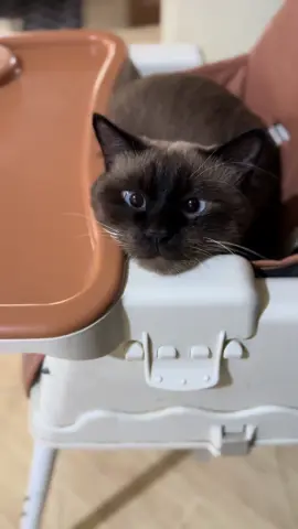 Cross-eyed cutie, chillin with his new found “tambayan”.😂 #catsoftiktok #foryoupage #catlover #cattok #siamese 