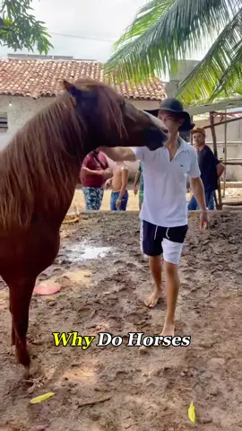The Shocking Reason Royal Horses Bite Tourists#Horse #HorseTraining #PetFacts #foryoupage #Knowledge