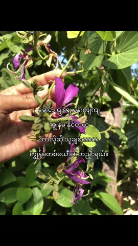 🤭💓#livephotos #tiktokmyanmar #tiktok #fypシ #view 
