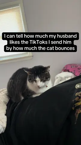 Wheatie is just along for the ride #marriedlife #catsoftiktok #funnycats #lifewithpets