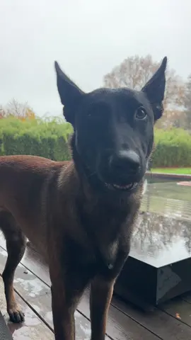 Five minutes without attention turns Nox the 1 y old  Maligator into a furry dictator 🤣 #belgianmalinois #maligator #malinois #dogsoftiktok ##malinoisoftiktok