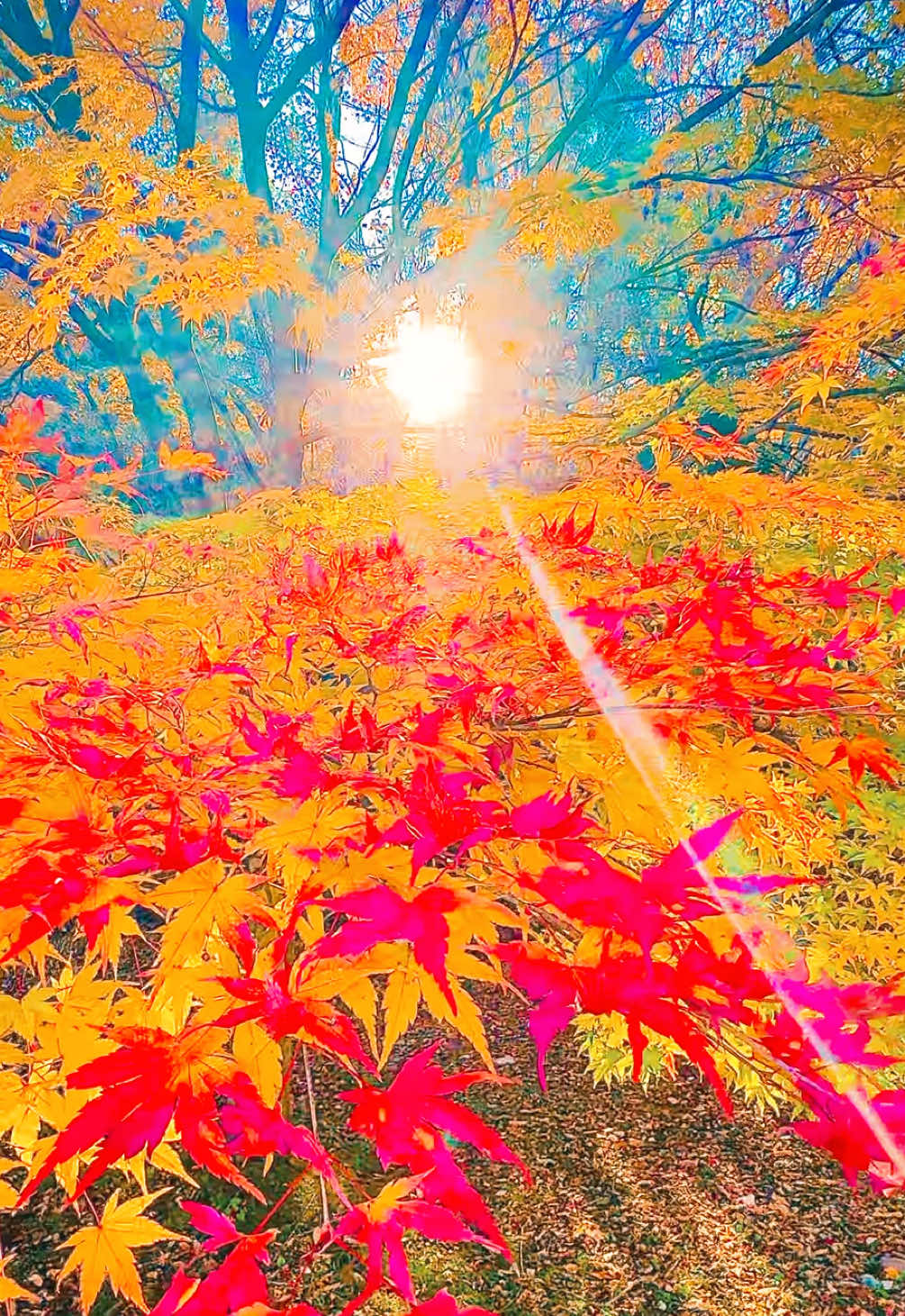 木漏れ日が紅葉の葉に色を付け、鮮やかな秋色に染まっていく幻想的な風景📷 #紅葉 #綺麗な景色 #絶景 #美しい風景 #癒しの瞬間 