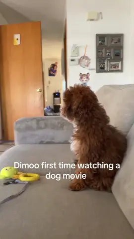 #bichonpoodle #dogmovie 